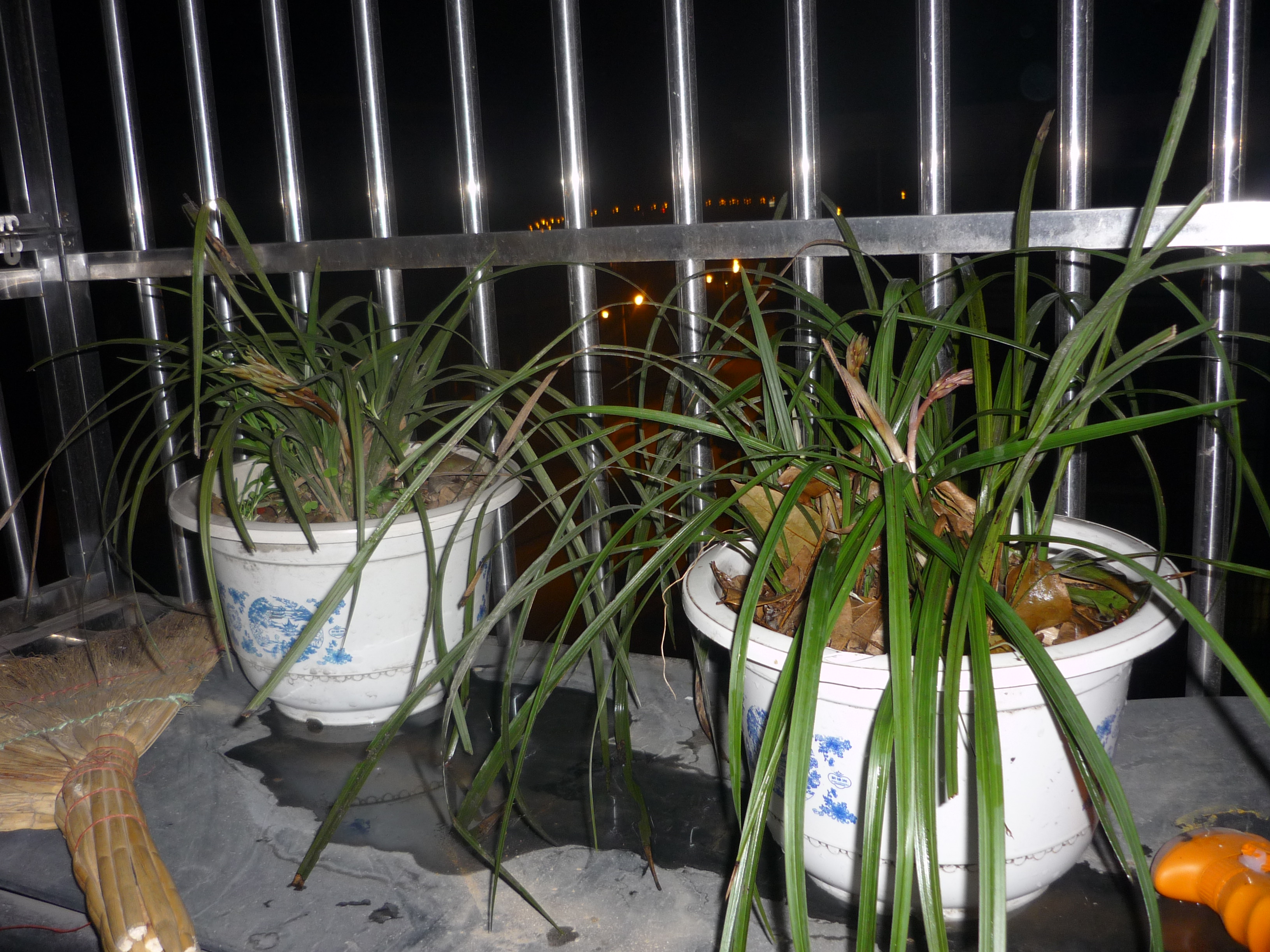 愿汪永开小爷象兰草花儿香永远不败!