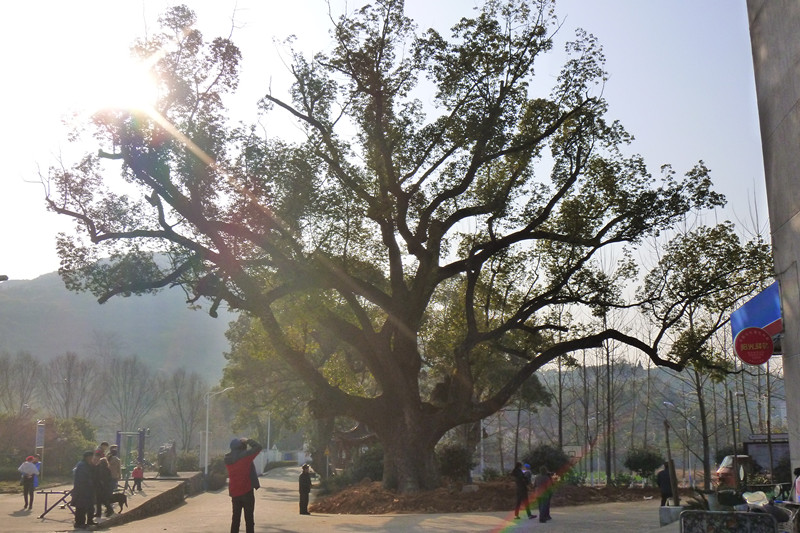 早田坂村大樟树2.jpg