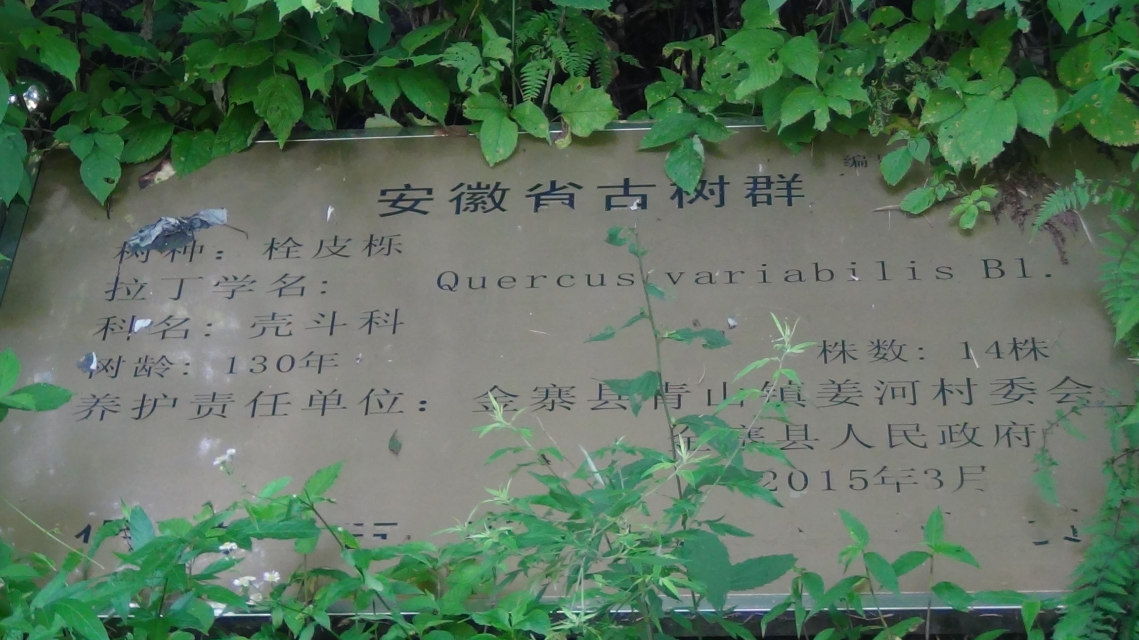 姜河汪姓现保存一百多年古树群十四棵(政府发的牌子)