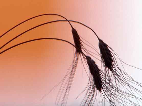 幸福是沉甸甸的麦穗