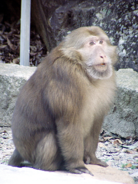 黄山短尾猴10.jpg