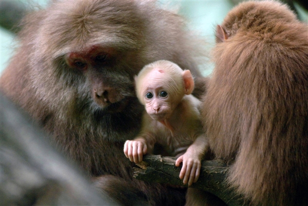 黄山短尾猴４.jpg