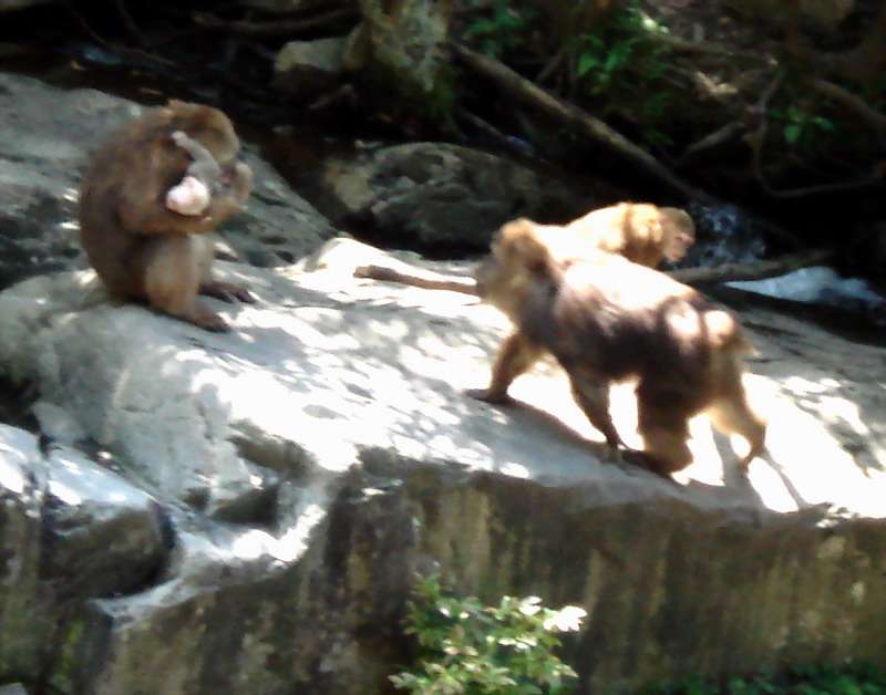 猴子3.JPG