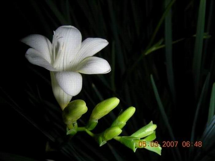 第一天的第一朵小花