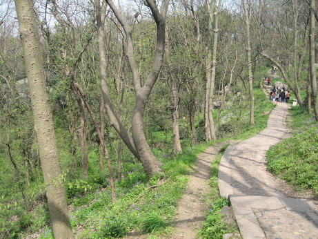 图四:路西面是高大的树林