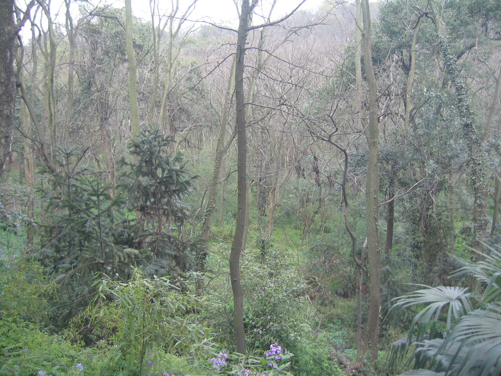 占地24亩的汪王庙现今到处杂树丛生，这遗址也是吴山上乃至相连的紫阳山上面积最大的一块平地，知道这点要寻