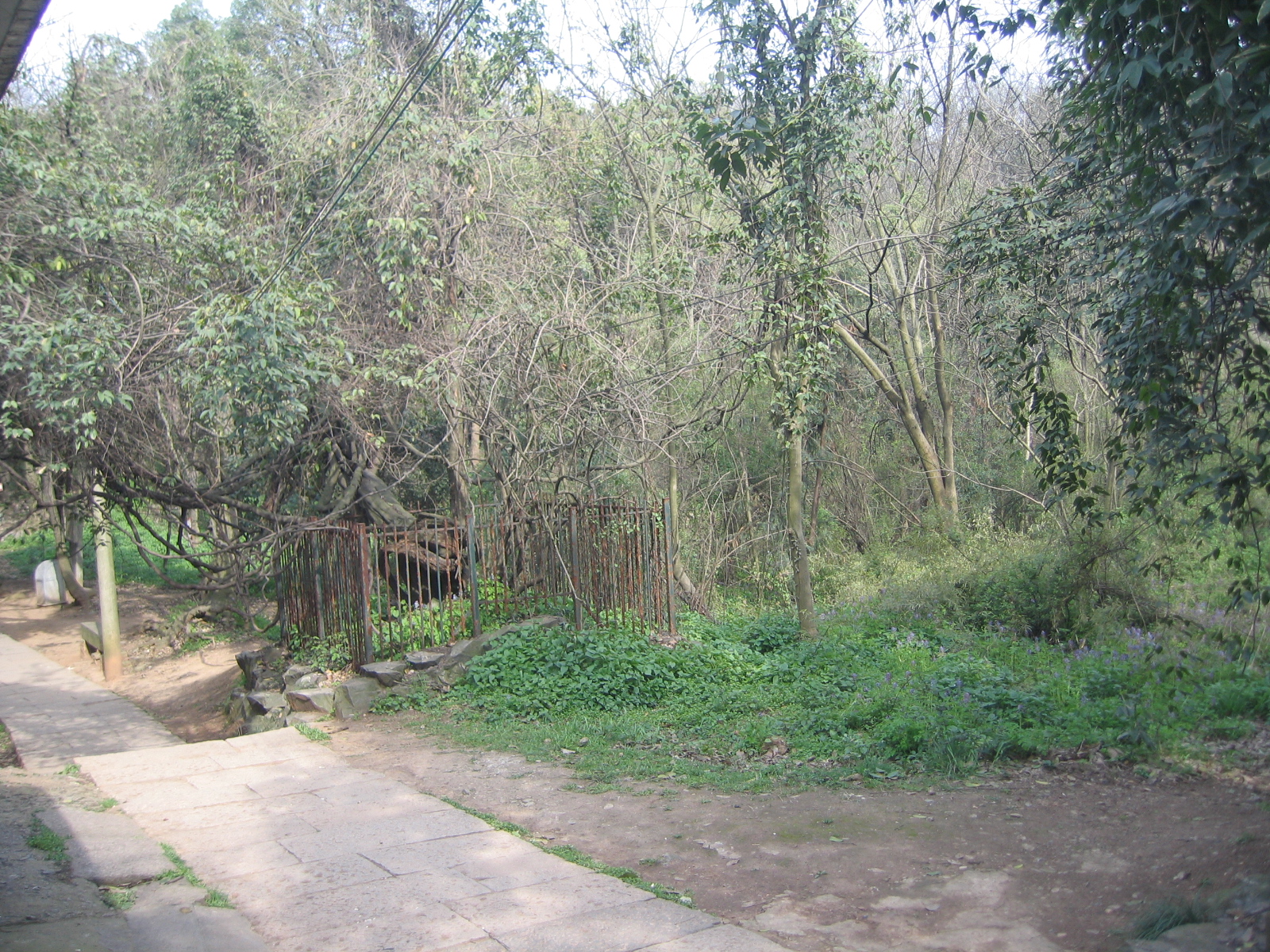 只有这两颗130年年龄的麻油藤亲眼见证了汪王庙的衰败