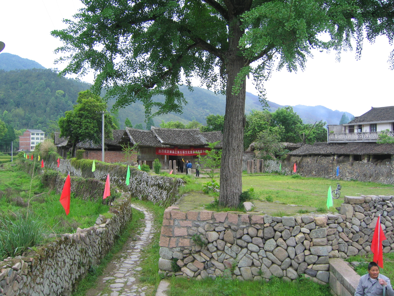 如果这棵银杏会说话，那多好啊。