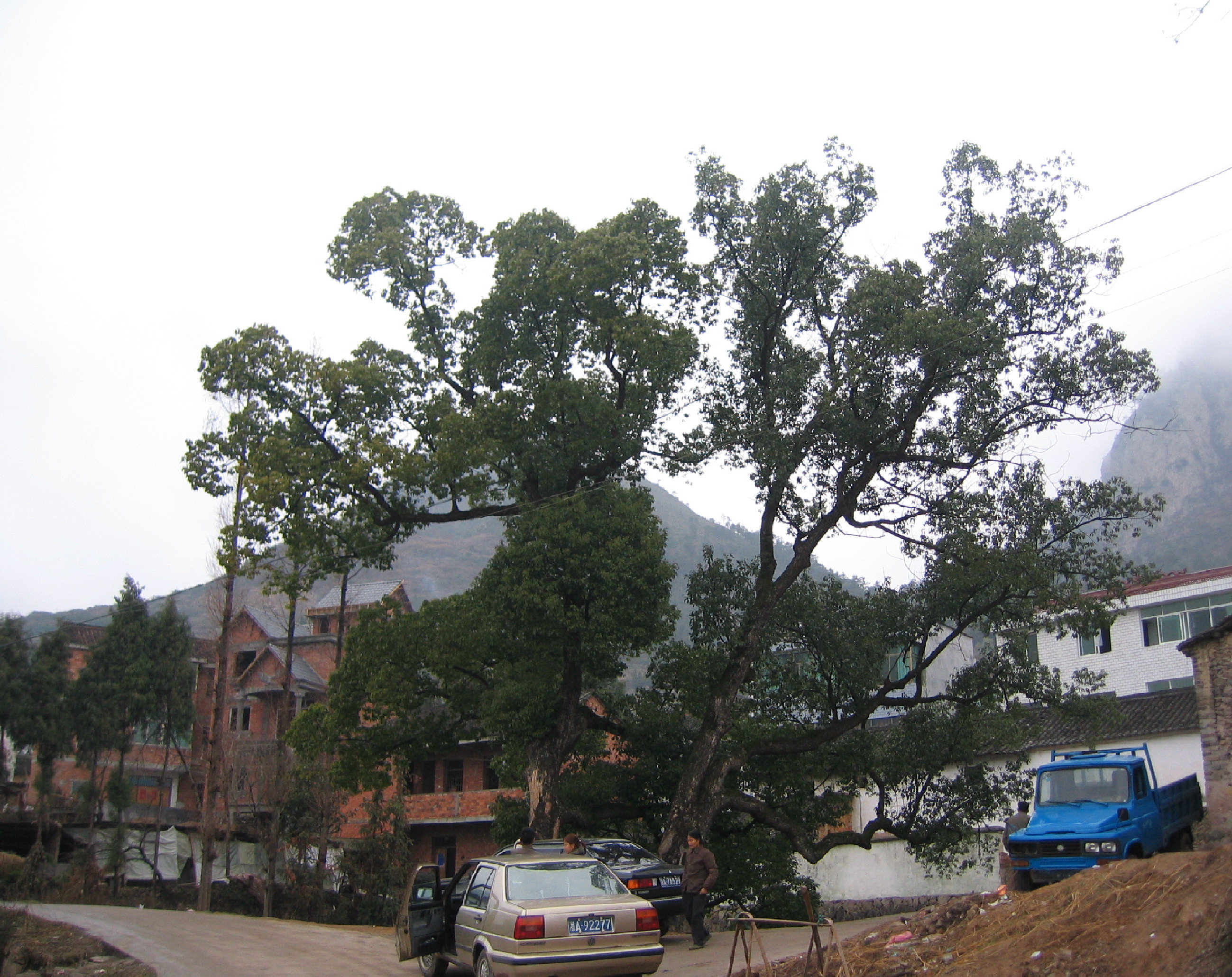 村里原来有许多千年古樟，大多毁于大跃进时煎樟脑，文革结束那年我上初中了，村里还砍了颗大樟树，现在只有