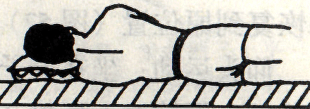 图 三　　枕高合适