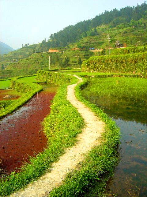 水族山寨的田间