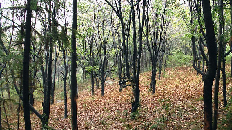 绿色环山园一角