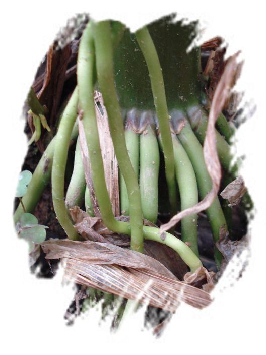 玉米根。（一草一木皆有情——木岭后记之25）