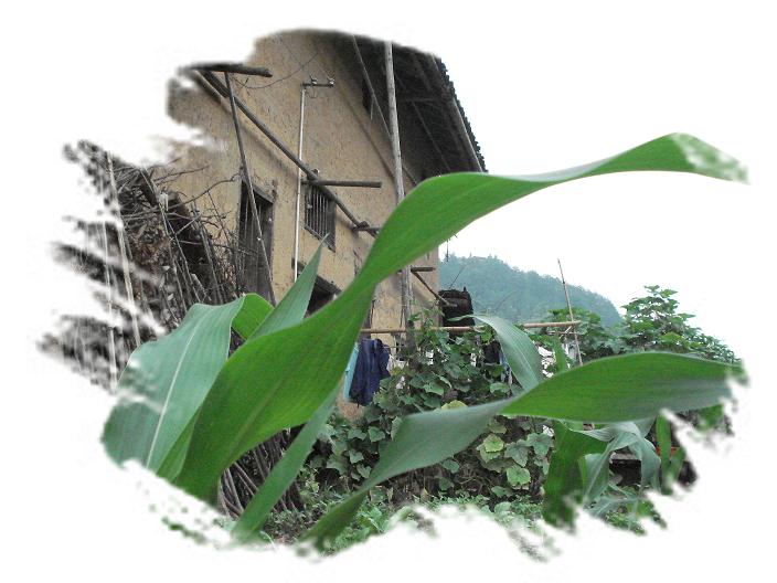 土墙舍——我的家。（一草一木皆有情——木岭后记之8）