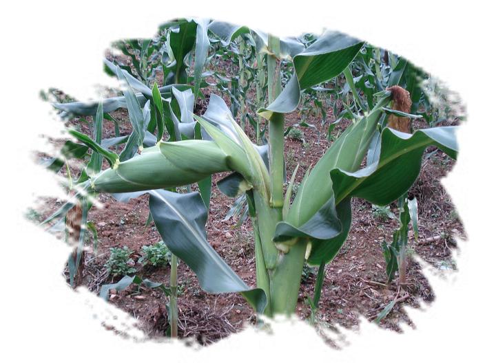 我家的玉米。（一草一木皆有情——木岭后记之24）