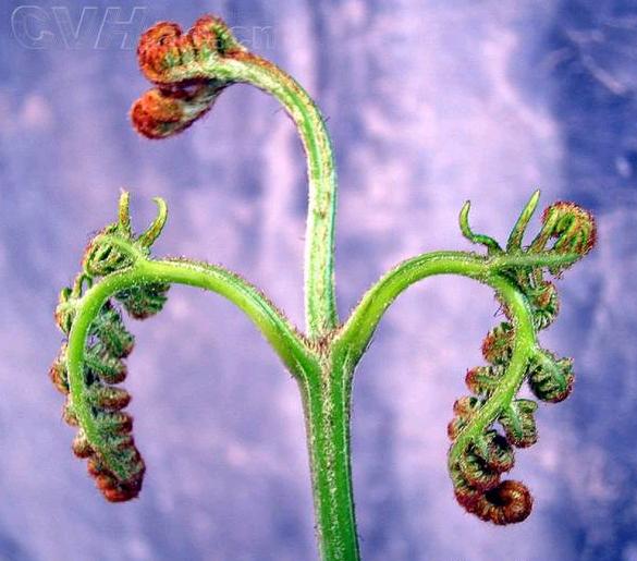 初长成时，这时就快老了