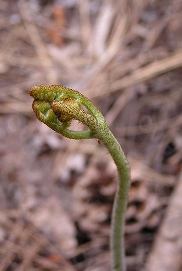 刚出土，正当吃的时候