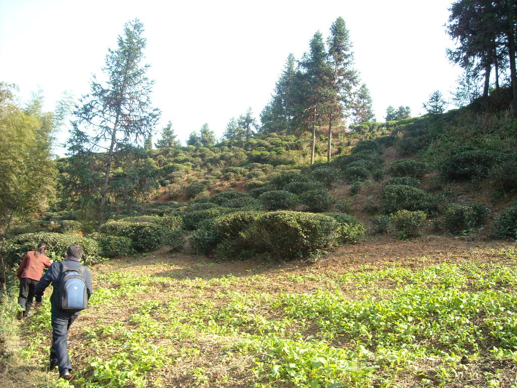 汪家媳夫带我和汪红兴老师找老祖坟