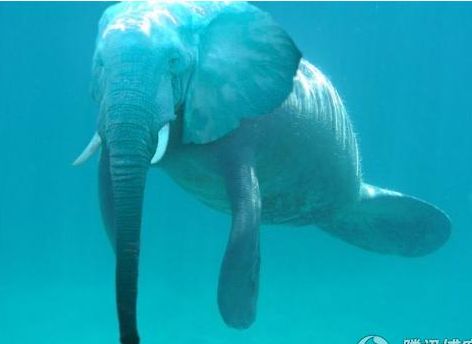 鲸象.jpg
