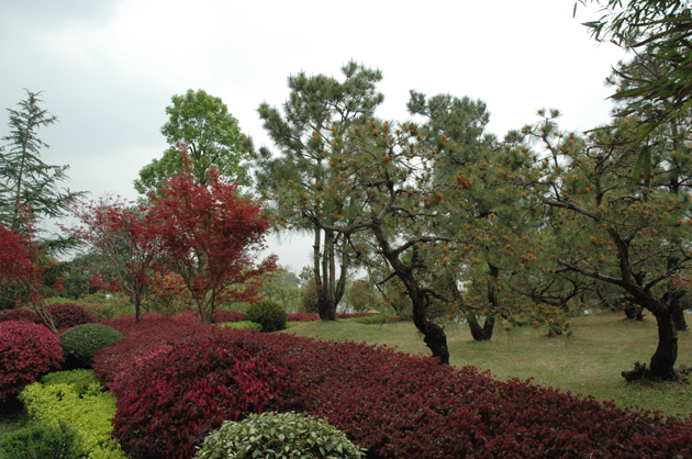 鲍家花园的松树景观