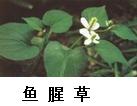 鱼腥草.jpg