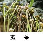 蕨菜.jpg