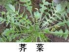 荠菜.jpg