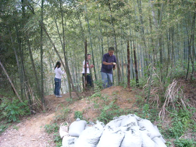 在路边等后面车队稍着停顿，武林和贵章儿子到竹林观看竹笋