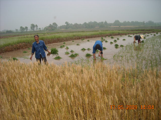 现在正是忙天插秧割小麦