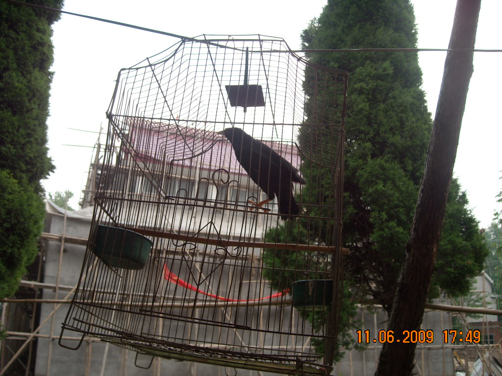 我在屋里看墙上捐资名录，外面八哥说话了：小汪小汪！