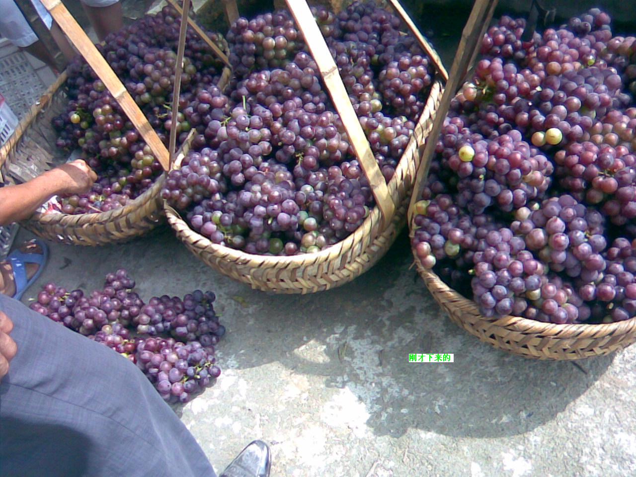 7刚采回来的葡萄.jpg