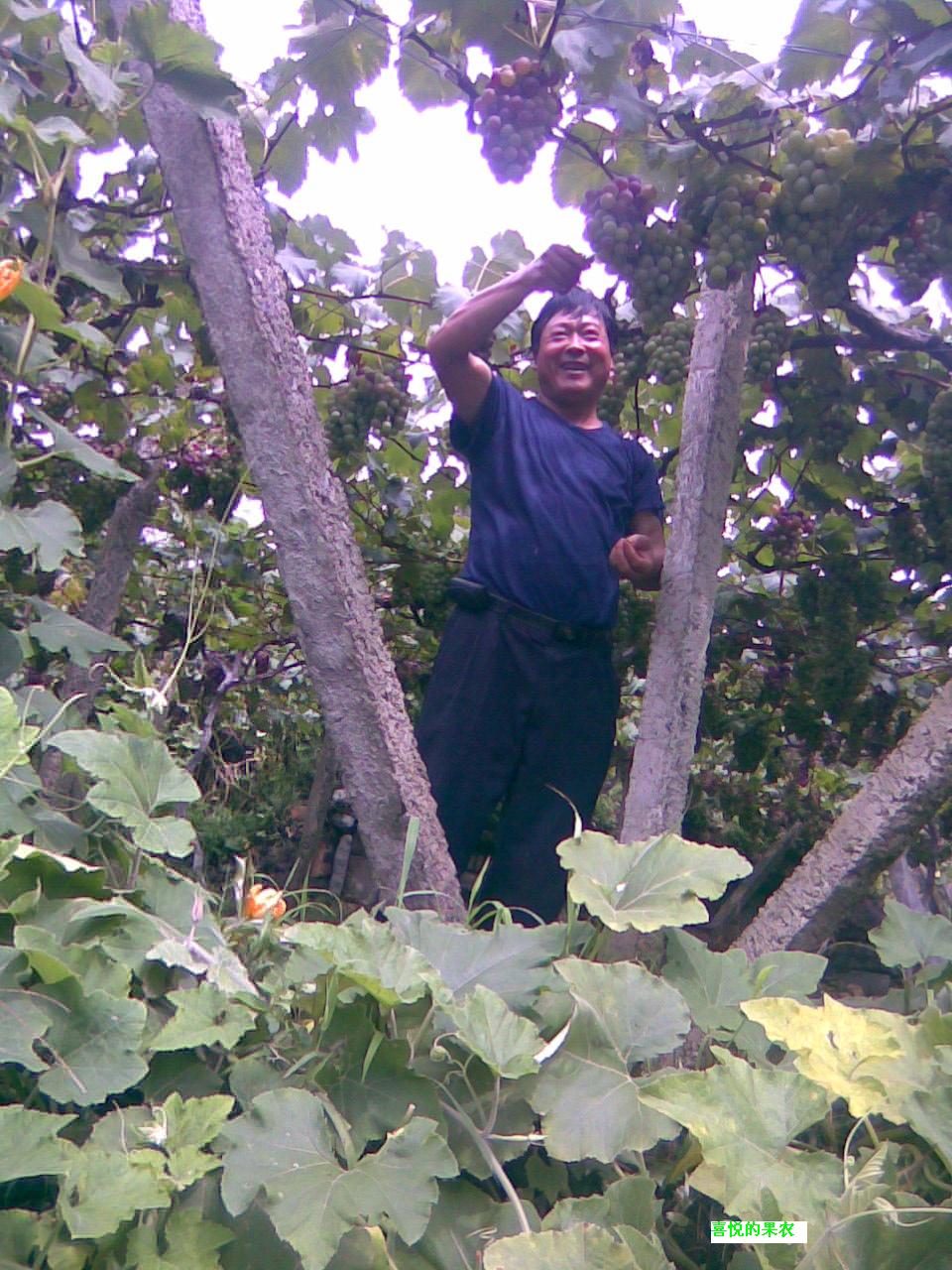 6果农的喜悦.jpg