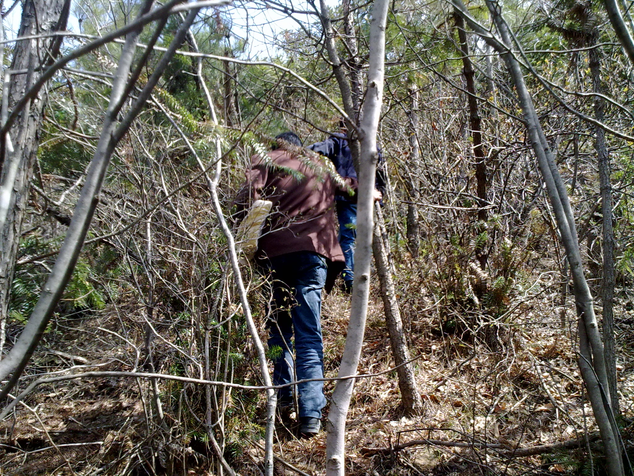 我们在林中穿行