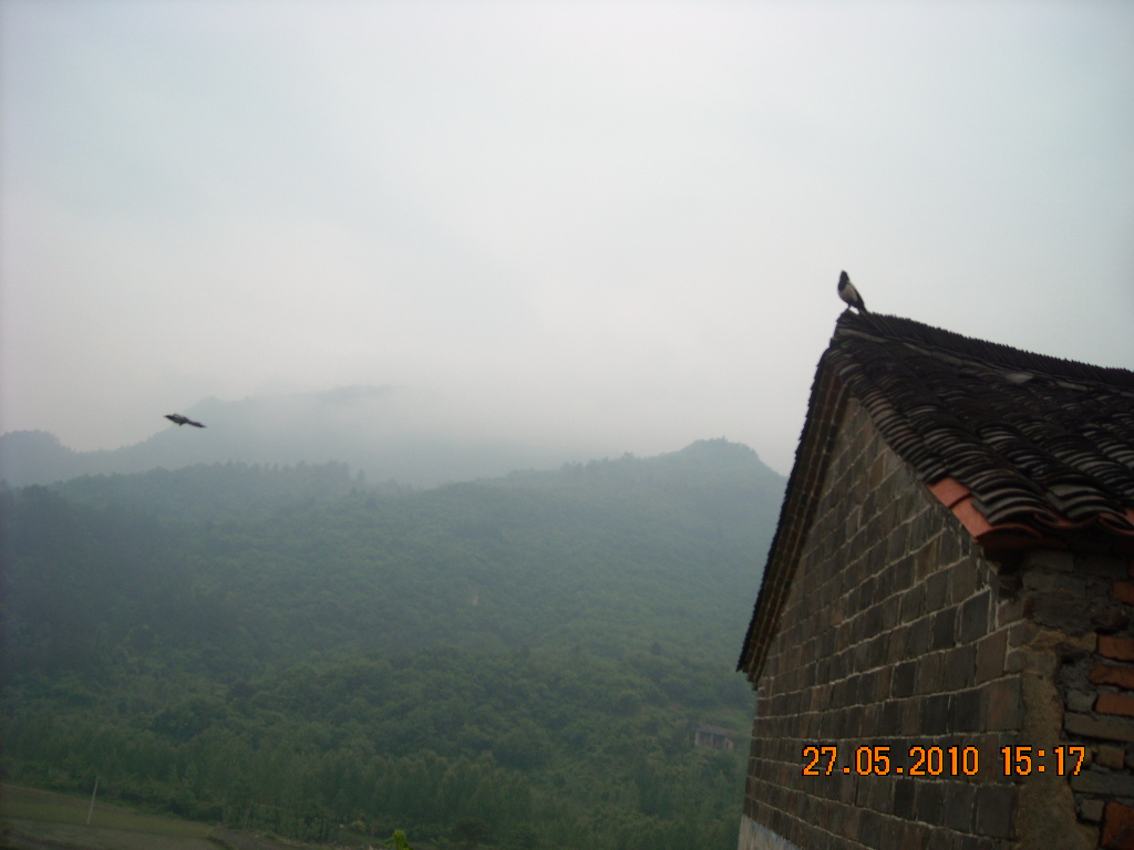 一对喜鹊在喊家班来啦