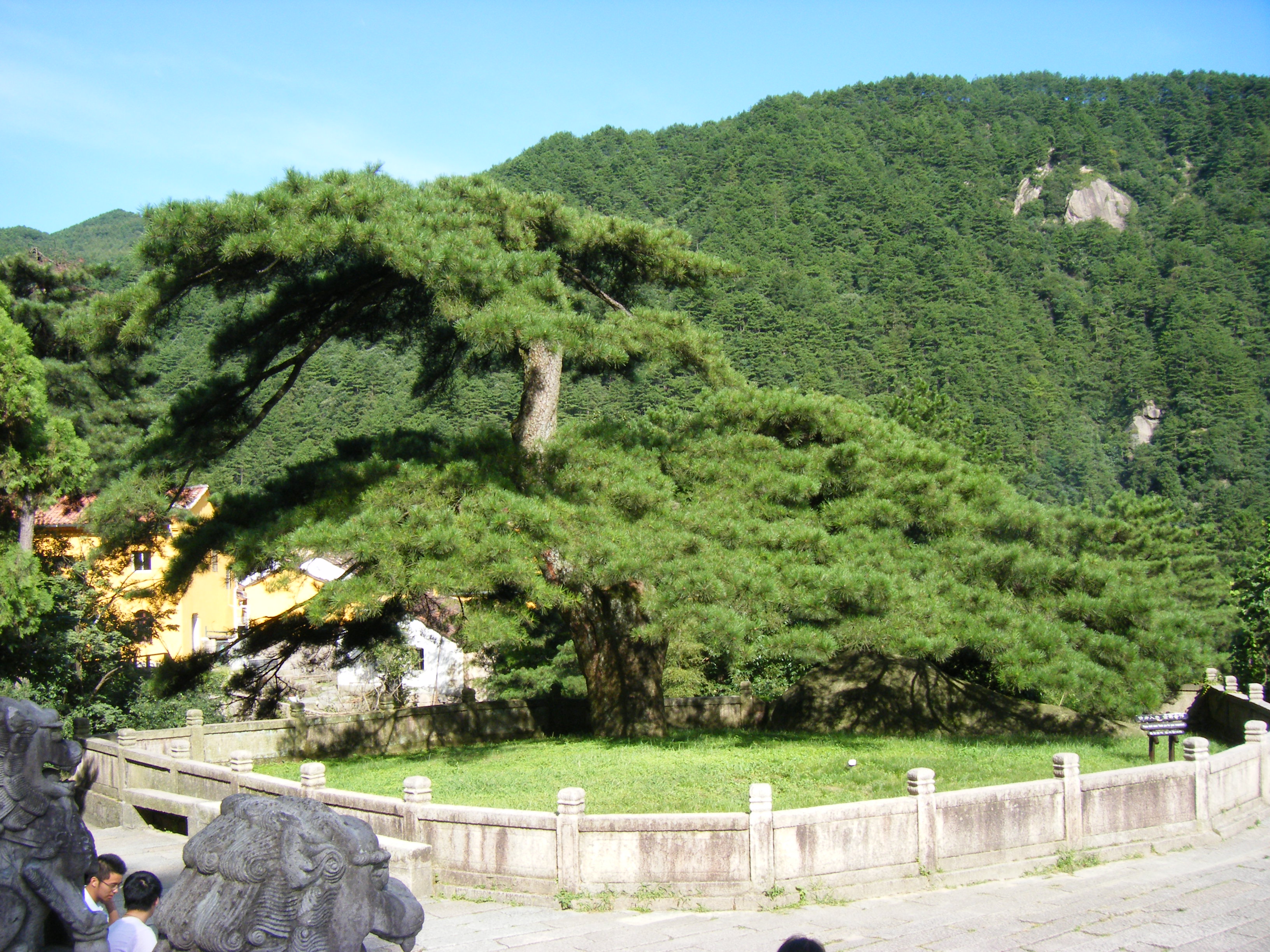 2008年8月，夏拍近景 凤凰松