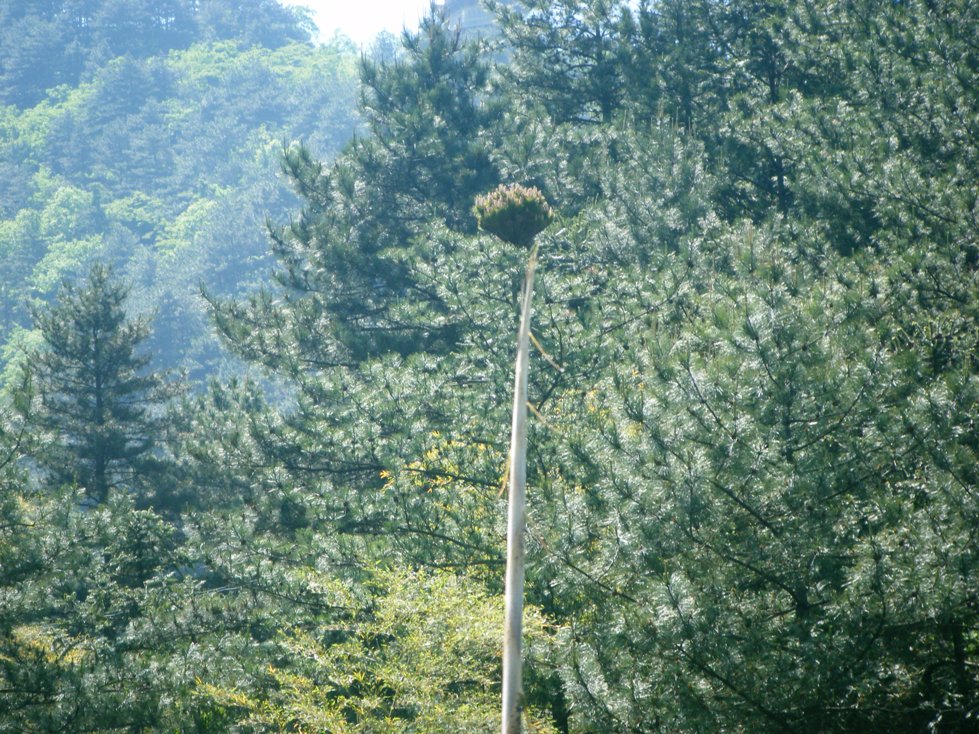 2009年9月，一朵奇妙的 松树莲蓬花