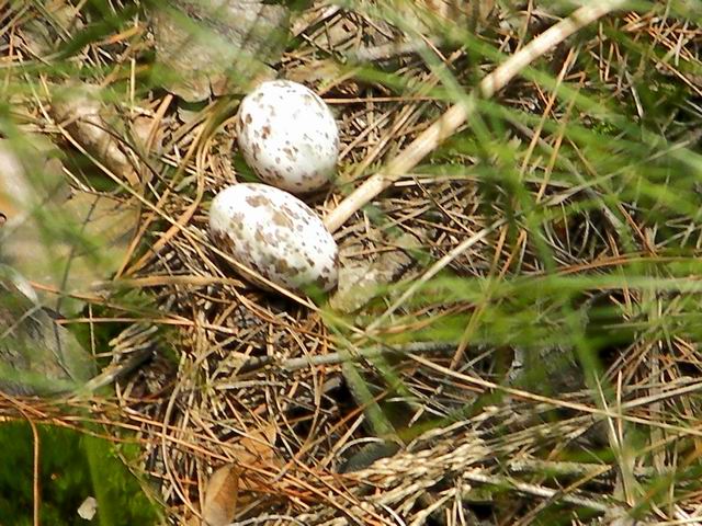 100507花山 (25).JPG