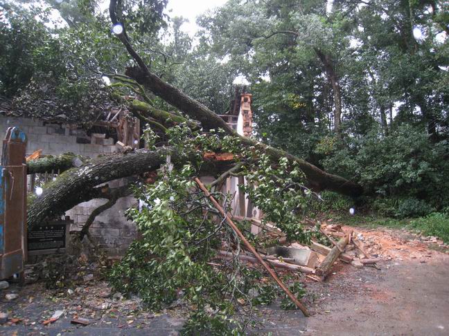 大树横卧,却挡不住我们前进的步伐