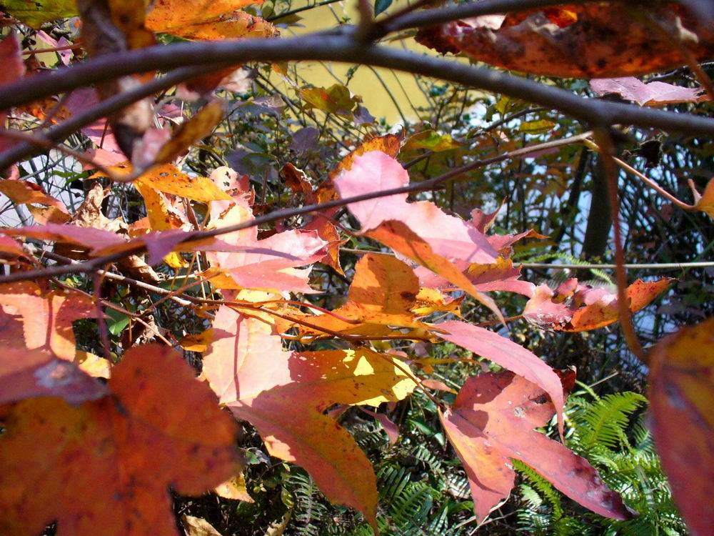 鬲山红叶x (3).JPG