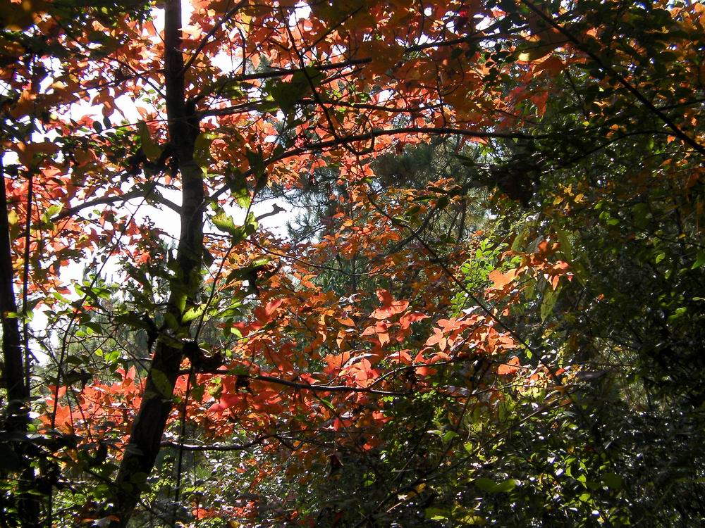 鬲山红叶x.JPG
