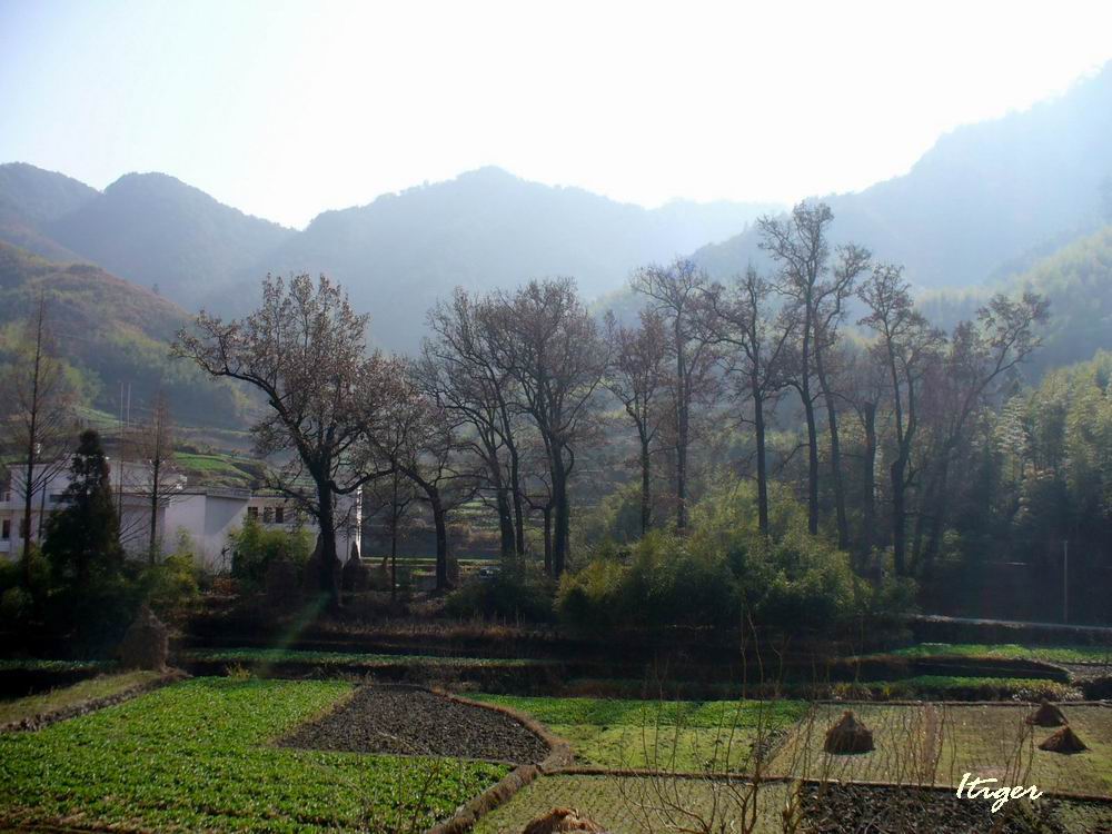 水口枫林070125 (2).JPG