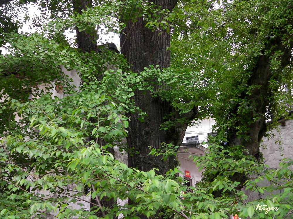 银杏树(3).JPG