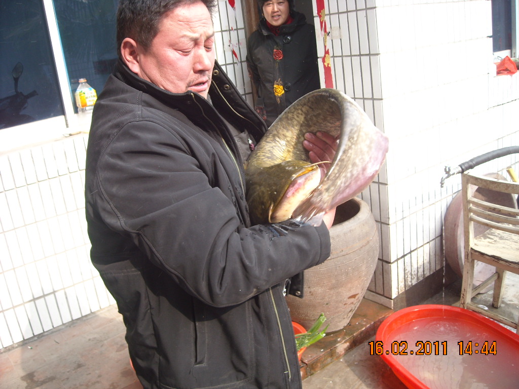 8点8公斤大鲢鱼给温总理他老人家吃！