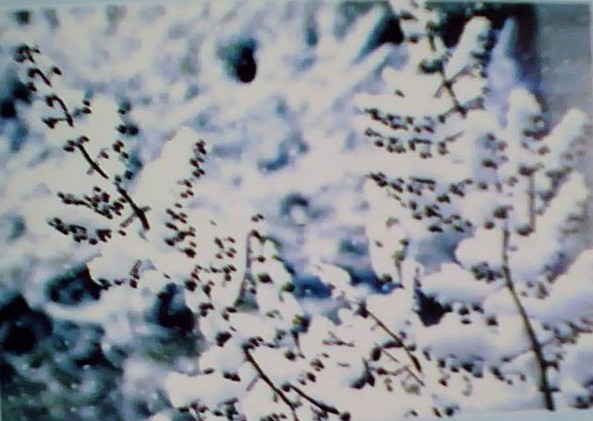 图片：满树银花