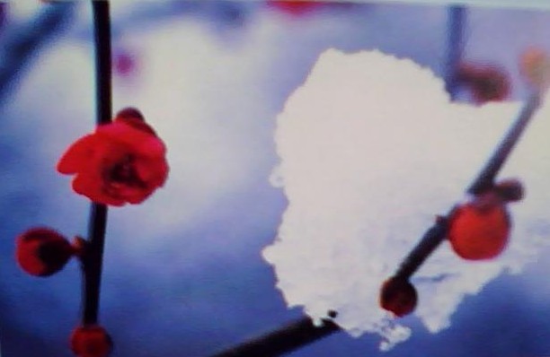 图片：冰鸟观梅