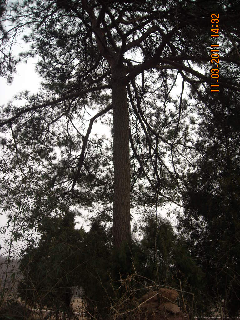 枝繁叶茂像征着我汪氏后裔兴旺发达