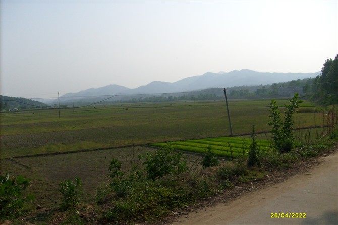 一望无际的稻田已成为牧场