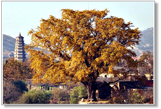 1300年的银杏，后面的塔再过三十年就将迎来千岁生日