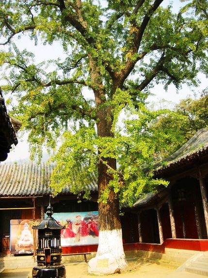 吴承恩纪念馆里也有棵至少七百年的大树。