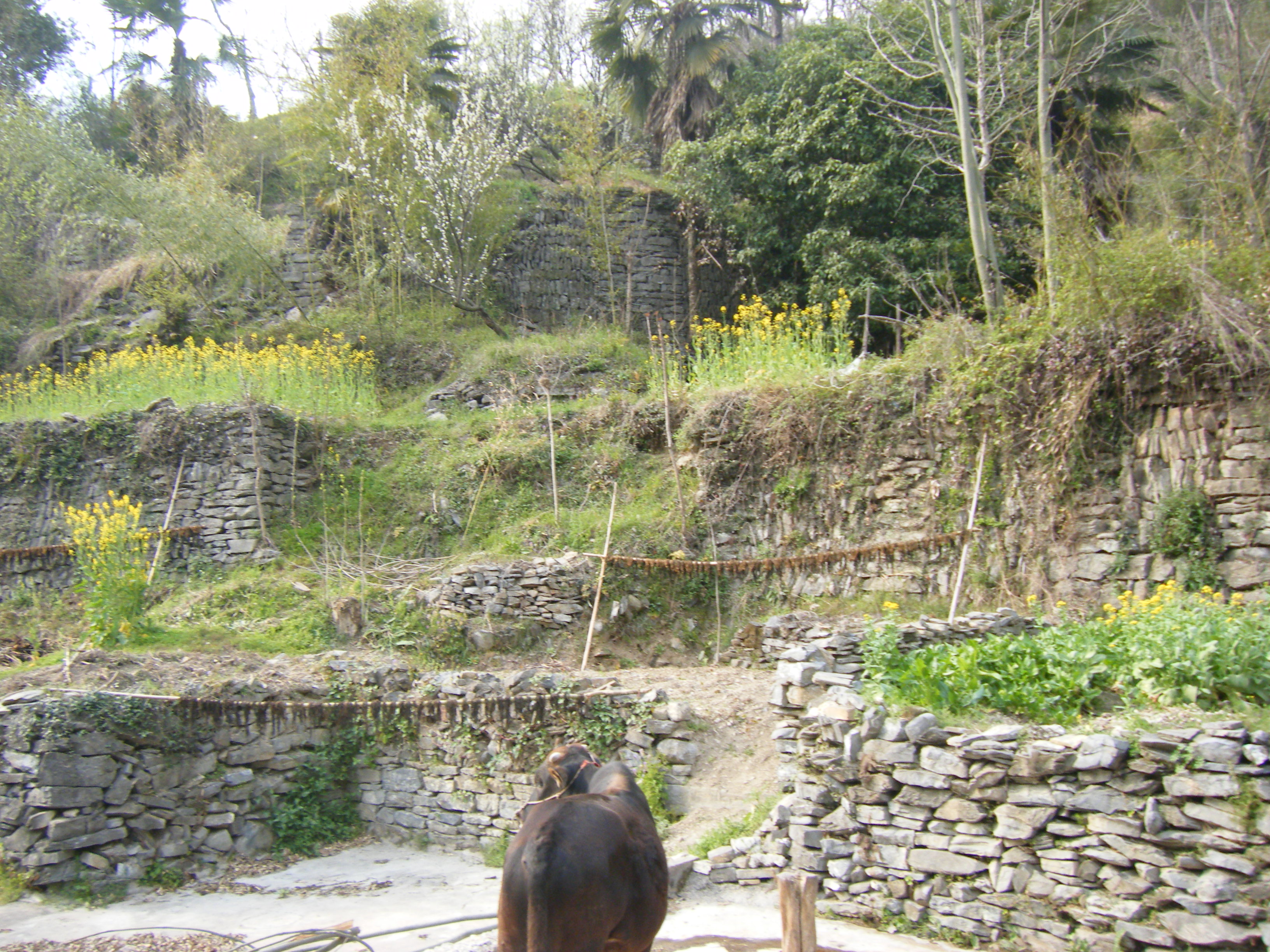 辛卯徽州行 026.jpg